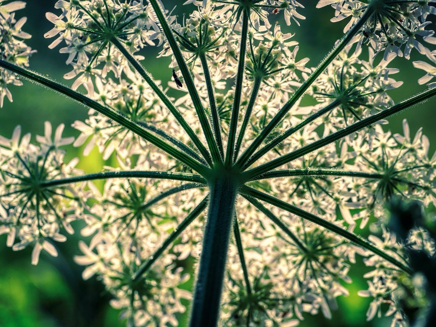 Foto einer Blume